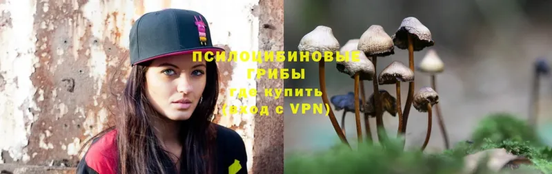 Галлюциногенные грибы Psilocybe  Глазов 